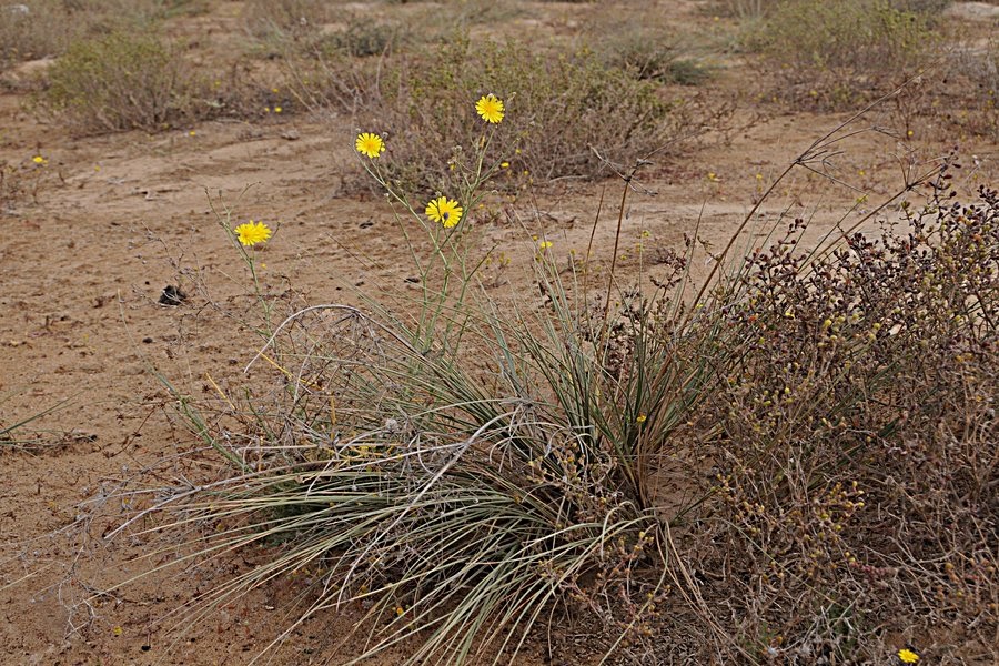 Birds of Saudi Arabia Some Flowering Desert Plants Sabkhat Al Fasl